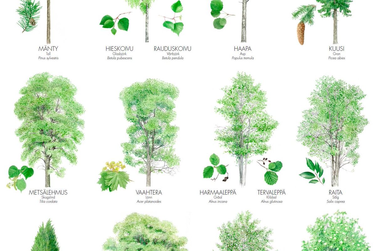 DanielSaarinen1's tweet photo. Mänty, kuusi, koivu, haapa, leppä, pihlaja, kataja, vaahtera vai lehtikuusi? Miltä RKP:n puunmakuinen nikotiinipussi maistuu? 
@sfprkp #rkp #nikotiinipussi https://t.co/C4vCICkevR
