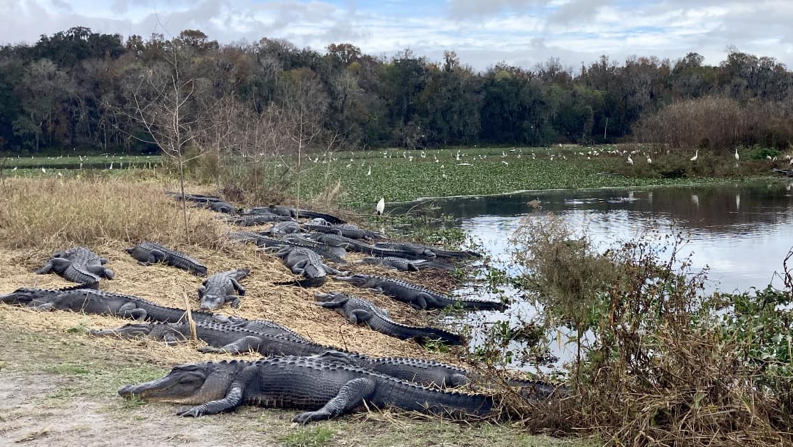 GatorsDaily's tweet photo. imagine making out here https://t.co/B19xemuLG3