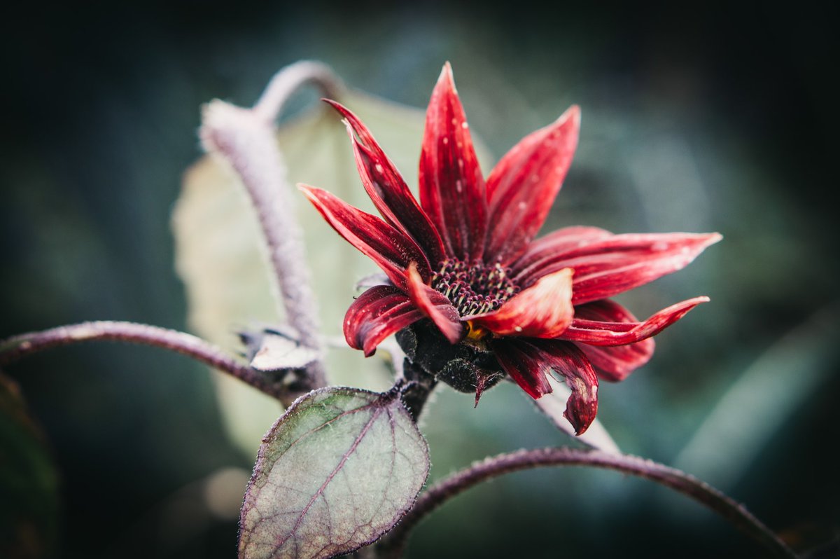 RHS Rosemoor is lovely nearly all year round, but there’s something about the colours in Autumn that just gets to me (&amp; yes, I’m aware my first image is monochrome 😁) #devonphotographer