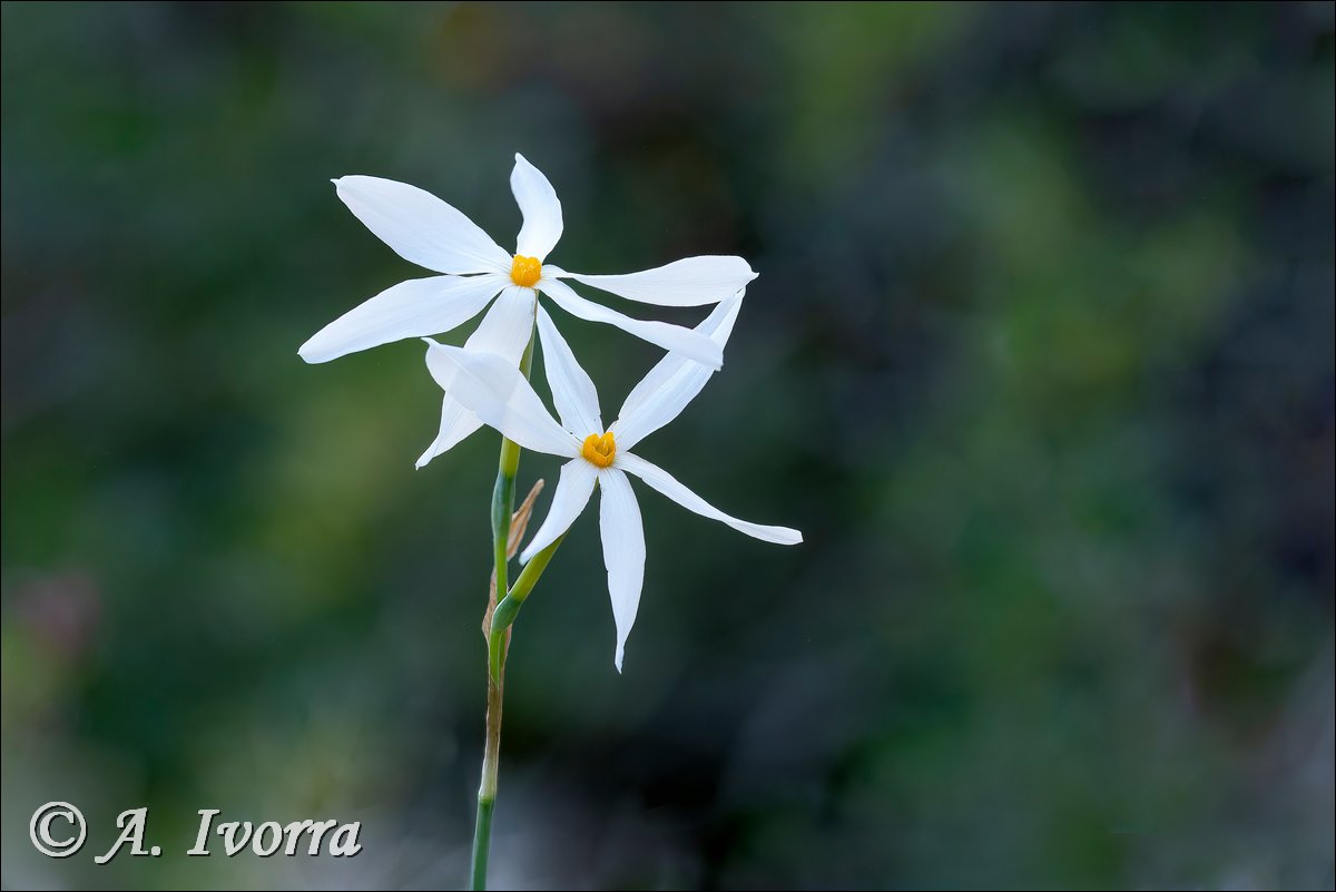AndresIvorra's tweet photo. Narcissus deficiens
Sierra Cabrera (Almería) - Octubre https://t.co/Ejq9LArm5W