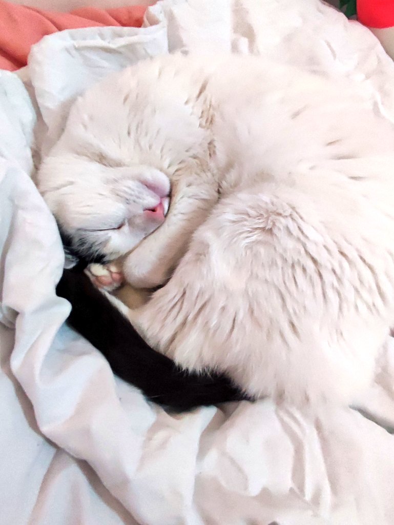 cryp_tic0's tweet photo. Looks like Kiki is a little tired 🐑💗
She is Kiki my cat ♥
#catlovers #Kiki #cats https://t.co/3krVoOWnFO
