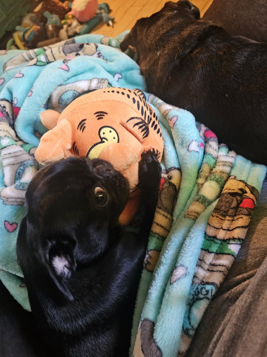 Pug_buffet's tweet photo. A1 I would donate a lot to the pugs if I won the lottery. I like helping when I can pug talk https://t.co/M3DFfVxtet