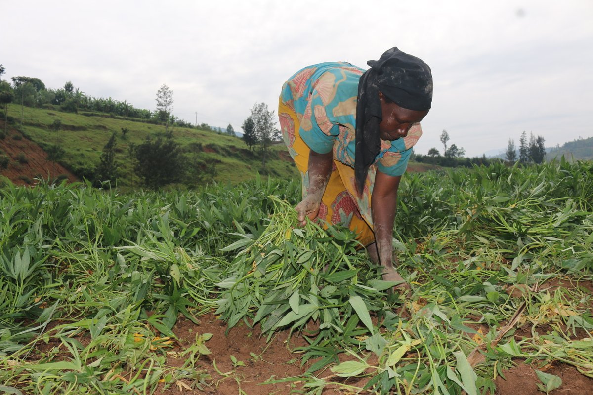 CIP in collaboration with public &amp; private sectors continue to promote orange flesh sweetpotato, a major source of Vit A. Some #OFSP varieties available in Rwanda include Kabonde, Naspot 9 (Vita), Naspot 12 &amp; Naspot 13. There're several trained vine multipliers in the country.