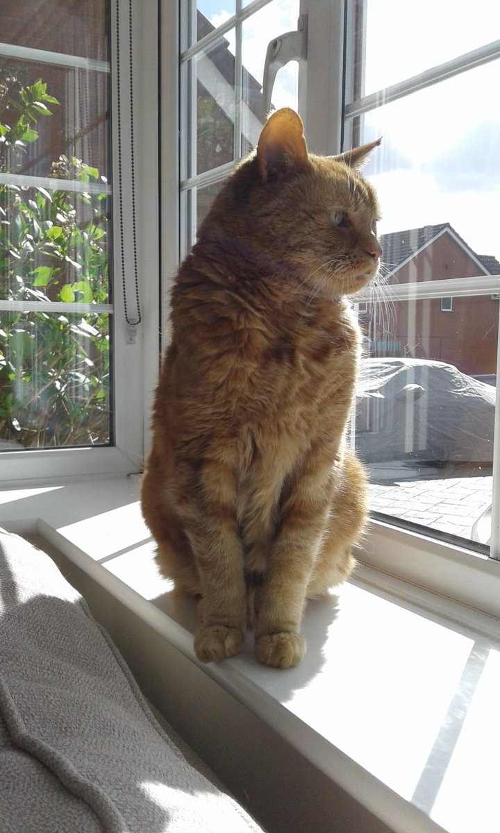 We haven't posted much lately but Simba has become very poorly. Asking, please for paw circles &amp; positive vibes as he has an op tomorrow &amp; at 17 it's very difficult. I'm in pieces. #CatsOnTwitter #CatsOnX #Hedgewatch