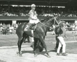 HORSERACING1002's tweet photo. NODOUBLE🇺🇸1965
(NOHOLME II  - ABLA-JAY BY DOUBLE JAY)#Nodouble
#ArkansasTraveler
B/O Gene Goff (Ar) March 4, 1965
T/ James Bert Sonnier
42-13-11-5---$846,749
1969 Champion 🏆 Handicap Horse
1970 Champion 🏆 Handicap Horse
Arkansas Derby,  Michigan Mile H, Hawthorne Gold Cup (2), Brooklyn H, Californian S, Santa Anita H, San Pasqual H,  Metropolitan H,  
2nd Freshman Derby,  American Derby, Woodward S,  Metropolitan H,  Jockey Club Gold Cup,  Gulfstream Park H,  Charles H. Strub H,  
3rd Heritage S, Graduation S, To Market S, Preakness S,  Californian S, 
NTR Belmont Park 1mile 1,34,60
ETR Hawthorne 1¼miles 1,59,20
NTR Santa Anita 1¹/¹⁶ miles 1,40,40
Stood El Rancho Murrieta,  Domino Stud, Lasater Farm, Three Chimneys Farm. 
Sired 644 foals, 428 winners, 91 sw, Leading Sire in USA 🇺🇸,  Hungria, Magnificent Lindy, Mairzy Doates, No Class, No Review, Overskate, 
Shocker T. Singletary, Balthazar B, Coolawin, Do So, Double Discount, Double No, Major Sport, New York Swell,  No Review, Ocean View, Pair of Deuces, Skillful Joy, Thirty Eight Paces, 
Died 1990