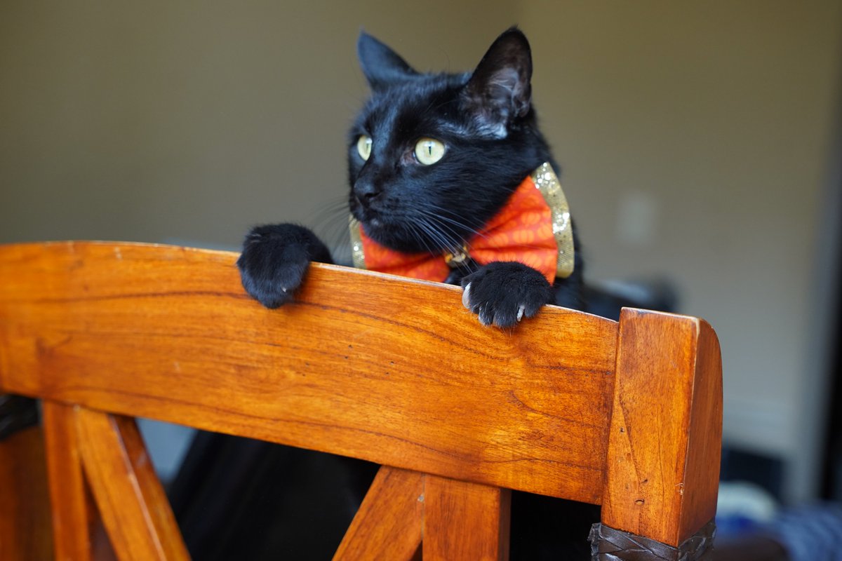 ZolderTheCat's tweet image. Oh hey, just popping in to see if the weekend is here yet? Happy #Purrsday!
#weekendiscoming #cats #halloween #halloween2024