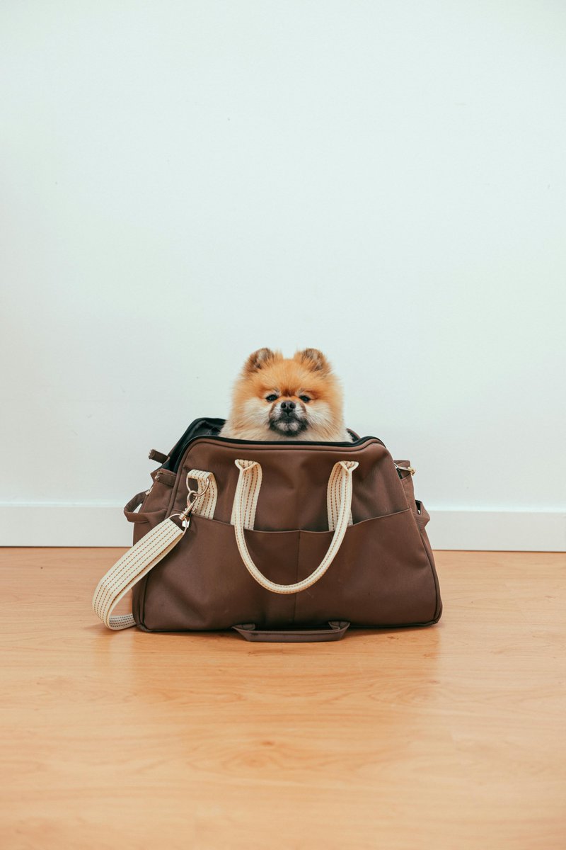 wagz2wigglez's tweet image. 🐾 Don’t forget your dog’s essentials when traveling! Our travel bags are perfect for keeping treats, toys, and travel gear organized. Who's ready for the next adventure? 🌟
Browse now 🛍️ [Link to travel bags]
#DogEssentials #OnTheGo #Wags2Wiggles