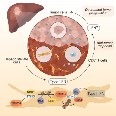 Molecular Cell tweet media