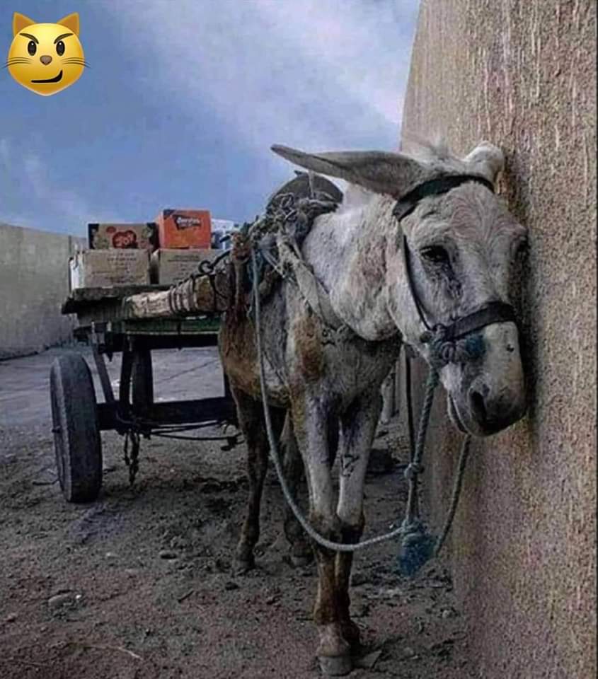 🌏 Planète Animaux tweet media