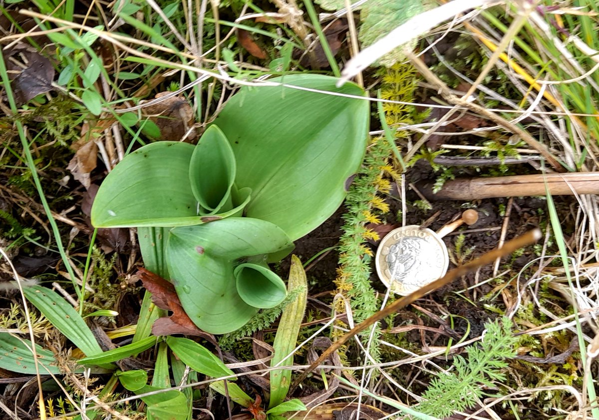 Brian Hodgkin, ML (@brianh4951) on Twitter photo Decided it was a good day to check out the Leicestershire lizard orchid colony <a href="/LeicsCountyHall/">Leicestershire CC</a> <a href="/LeicsWildlife/">Leicestershire & Rutland Wildlife Trust</a> <a href="/davidearlgray/">David Gray</a> <a href="/Muttistopheles/">ivor novello oscar</a>. It was! Plenty of bees up too! Lots to look forward to in 2025 season! Decided it was a good day to check out the Leicestershire lizard orchid colony <a href="/LeicsCountyHall/">Leicestershire CC</a> <a href="/LeicsWildlife/">Leicestershire & Rutland Wildlife Trust</a> <a href="/davidearlgray/">David Gray</a> <a href="/Muttistopheles/">ivor novello oscar</a>. It was! Plenty of bees up too! Lots to look forward to in 2025 season!