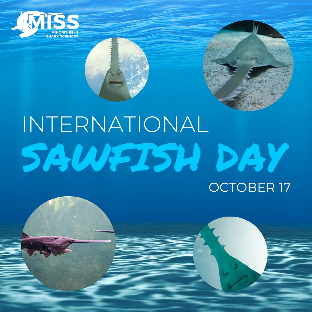 Today we’re celebrating one of the coolest critters in the sea: the sawfish! 💙 Sawfish are one of the most endangered groups of fish and we support every effort working towards their #conservation. Look at that face! 🥹 #internationalsawfishday
