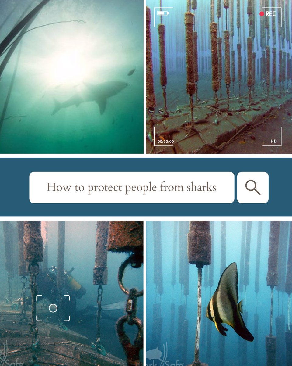 SharkSafe Barrier Pty Ltd tweet media