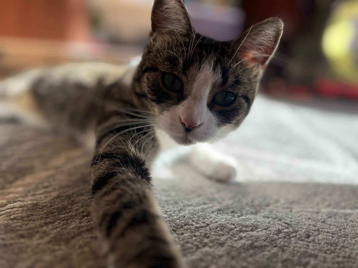 DarkTimelineBC's tweet photo. She stole my heart 🤍 🩶 https://t.co/Doatsg5K6n