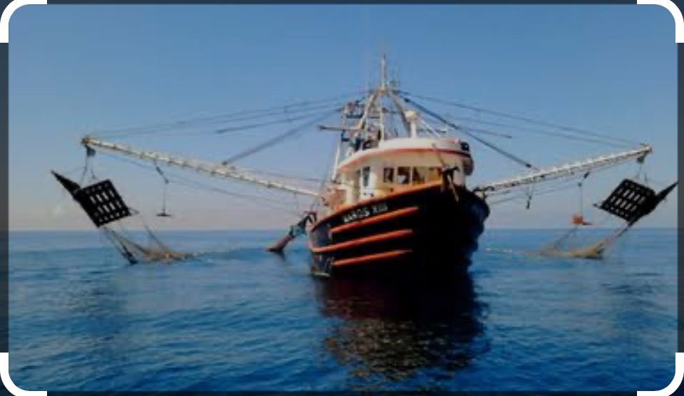 canainpescamx's tweet photo. Inicia la pesca de camarón en Altamar del Pacífico 2024-2025.
Deseamos buen viaje y regreso a las tripulaciones!! 
Lamentamos que esta temporada es cuando menos barcos salen  a pescar. Tenemos confianza en que con la nueva administración,
esto va a cambiar pronto. https://t.co/s7tETvI46d