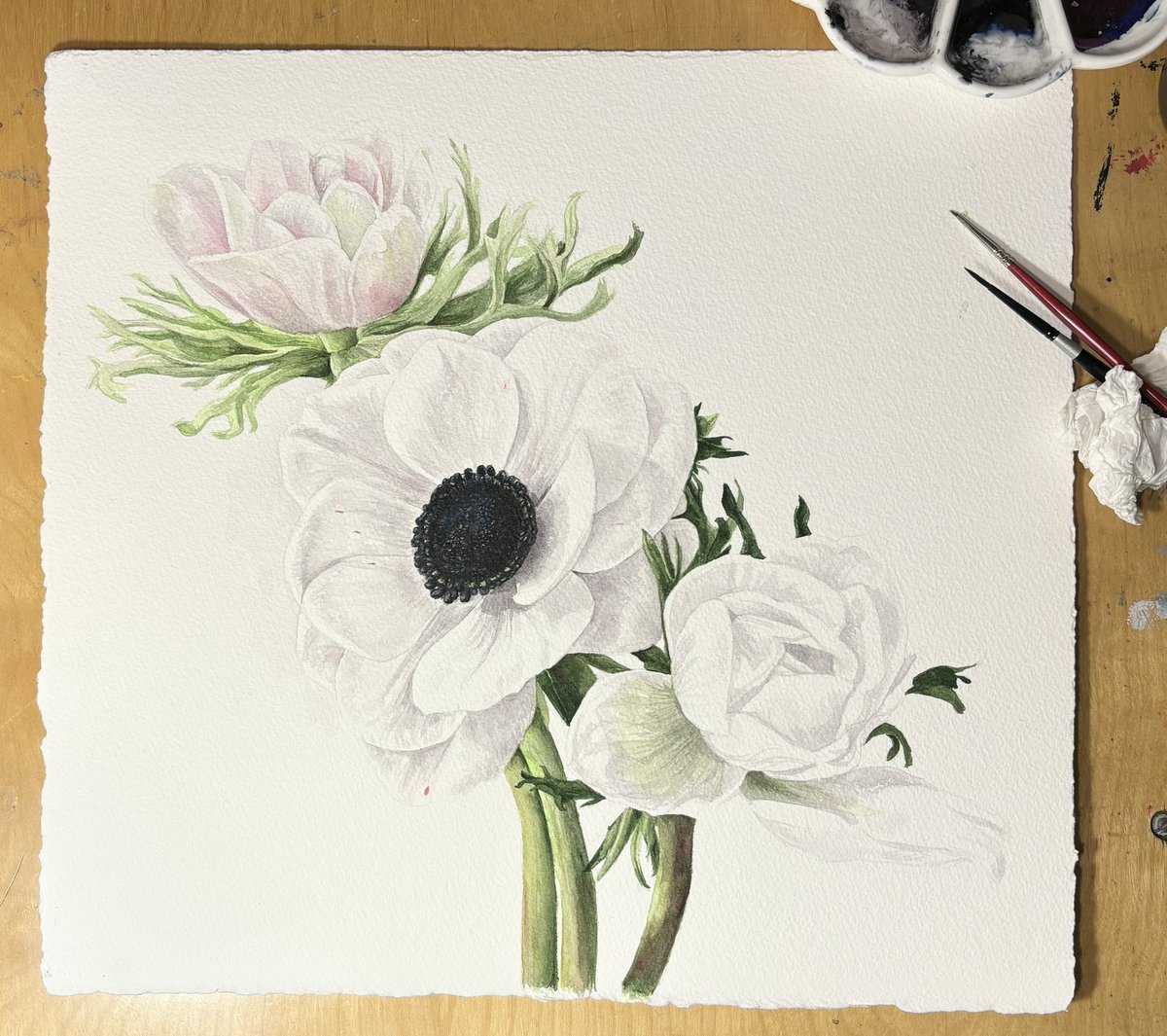 JessEvans915's tweet photo. Still working on this, about five minutes at a time. Almost all my creative fuel is spent on my current book project. I’m about 50% done. #anemonepoppy #watercolor #plodding https://t.co/cNMU6U1lB8