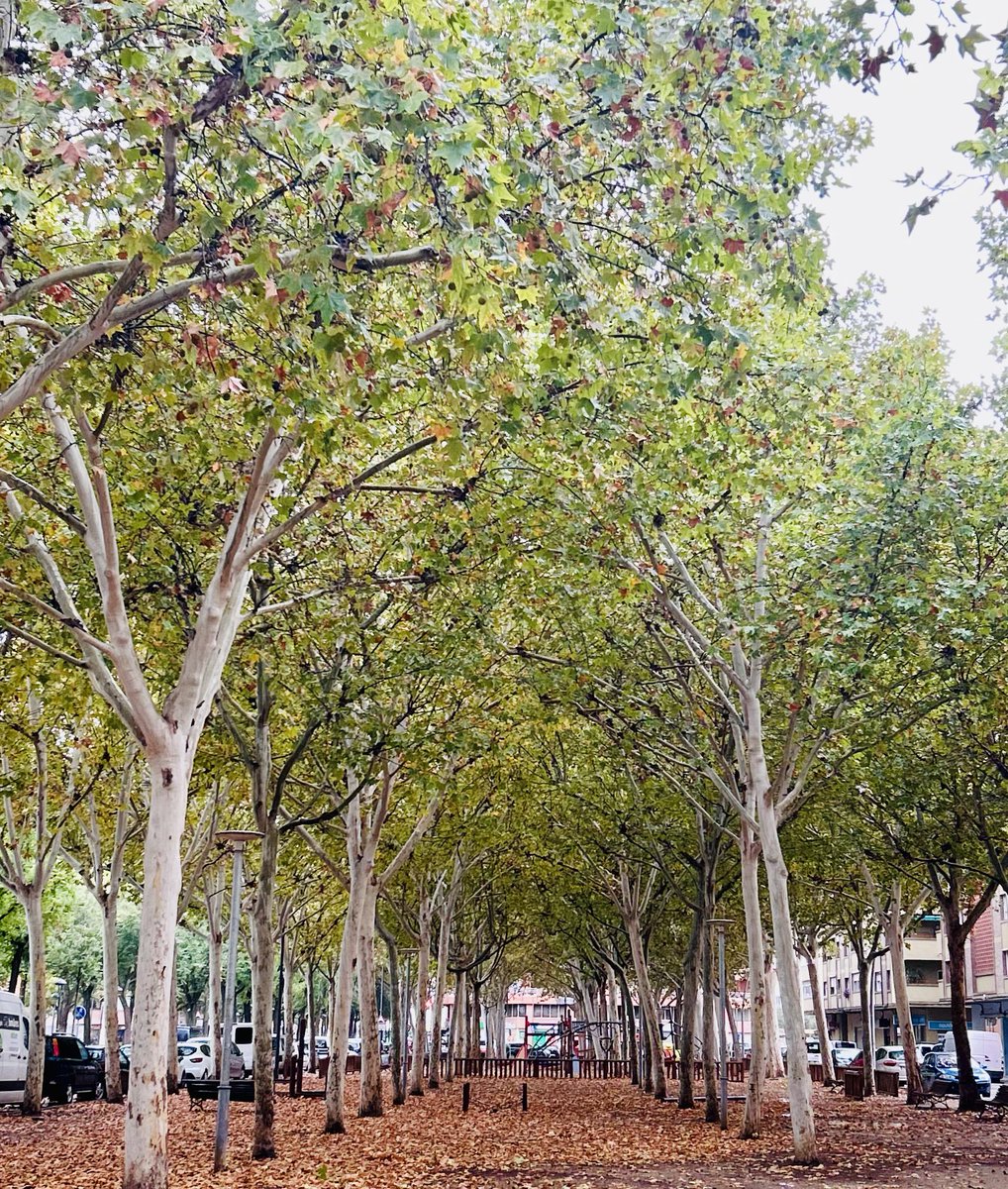 DLRS_PG's tweet photo. Que bonica és la tardor amb pluja.
🍁🍂☔️
#Lleida #Segrià #Ponent #Oest https://t.co/z7BRMUo2t9