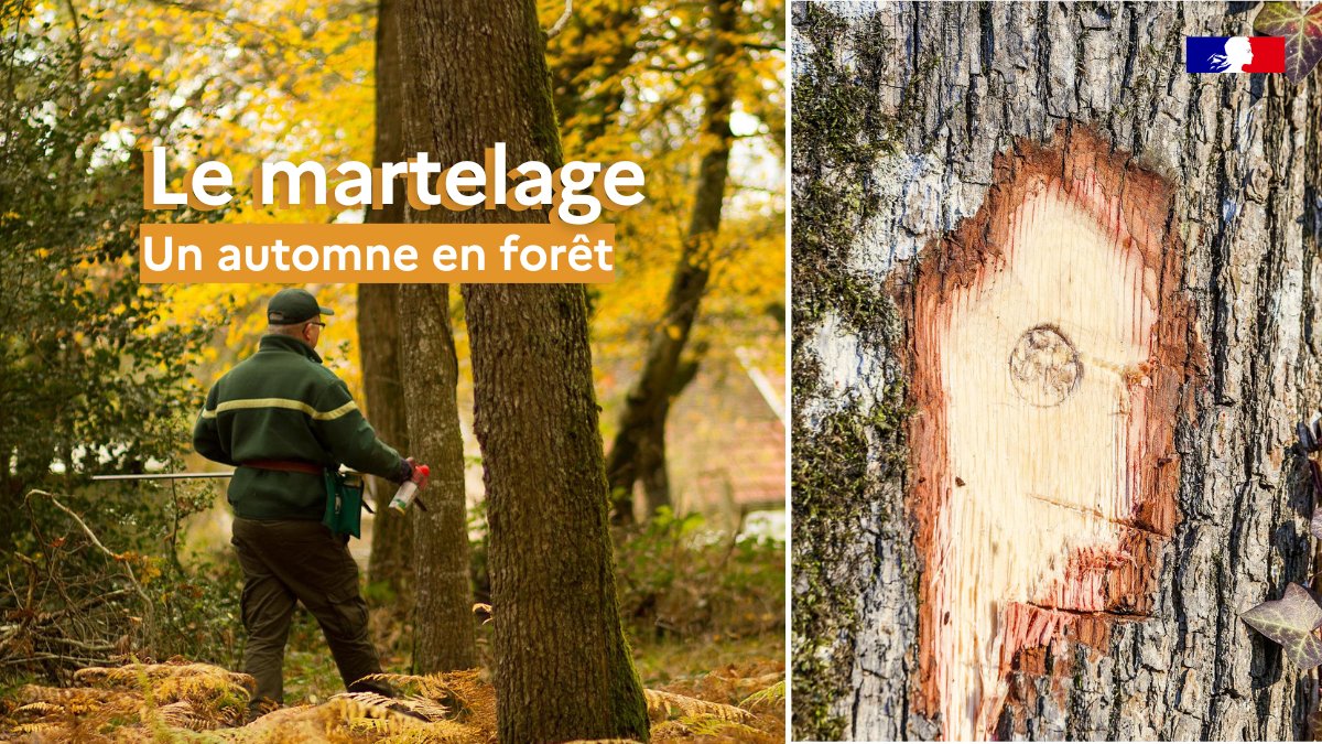ONF_Officiel's tweet photo. 🍂 En automne (notamment), les forestiers de l’ONF martèlent !

Objectif ? Désigner à la bombe de peinture et au marteau forestier 🔨 les arbres à récolter, à conserver 🌳 ou à protéger pour la #biodiversité.

Le déroulé des opérations de martelage 👇
https://t.co/xL667Mnupl https://t.co/M9EpmtV8fH