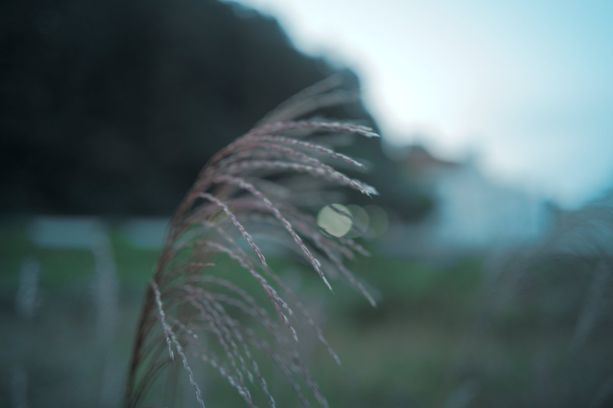 PhotTondotNet's tweet photo. 中秋の名月(光源ボケ
#myfpcolor #sigmafp #sigma #LVF11 #CarlZeiss #Biogon35mmF2 #photography
#マイクロコントラスト
1 : #forestgreen
2 : #powderblue
3 : #monochrome
4 : #originallut #DxOPhotoLab8 https://t.co/1RSZsrJeTj