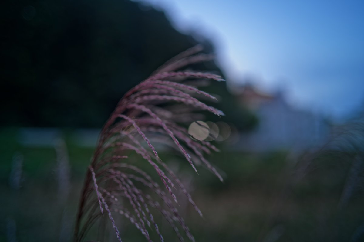 PhotTondotNet's tweet photo. 中秋の名月(光源ボケ
#myfpcolor #sigmafp #sigma #LVF11 #CarlZeiss #Biogon35mmF2 #photography
#マイクロコントラスト
1 : #forestgreen
2 : #powderblue
3 : #monochrome
4 : #originallut #DxOPhotoLab8 https://t.co/1RSZsrJeTj