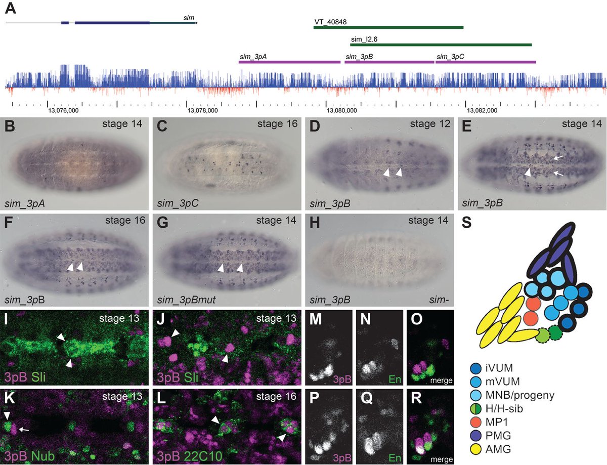 Micropub7n's tweet photo. Identification of a novel downstream single-minded midline regulatory element in Drosophila melanogaster #micropublication #biology #data #caltechlibrary #Drosophila #Genomic #NewFinding https://t.co/A9yUiL6A2z https://t.co/EQLtUpMKqT