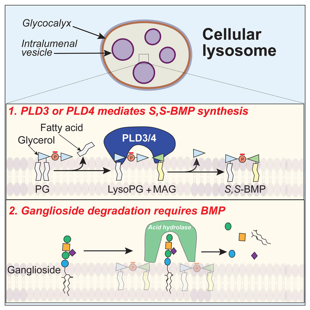 Farese & Walther Lab (@fandwlab) on Twitter photo Now published, <a href="/SHUBHAM30642626/">SHUBHAM SINGH</a> identifies PLD3/4 as synthesizing BMP, a lipid crucial for #lysosome #lipid #metabolism and #brain health
sciencedirect.com/science/articlโฆ Now published, <a href="/SHUBHAM30642626/">SHUBHAM SINGH</a> identifies PLD3/4 as synthesizing BMP, a lipid crucial for #lysosome #lipid #metabolism and #brain health
sciencedirect.com/science/articlโฆ
