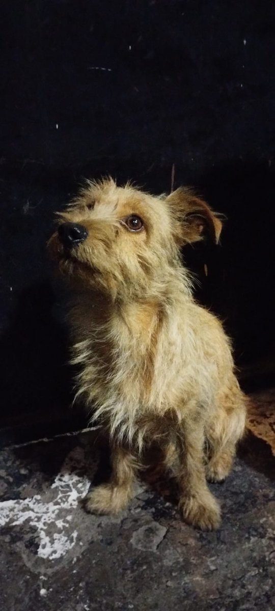 Fundación Toby tweet media