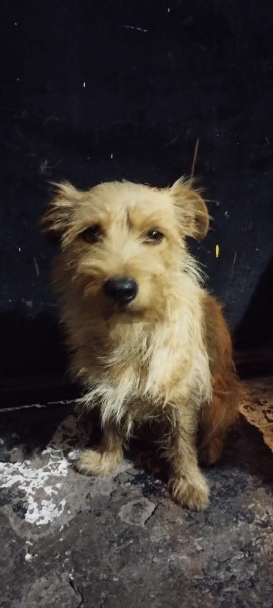 Fundación Toby tweet media