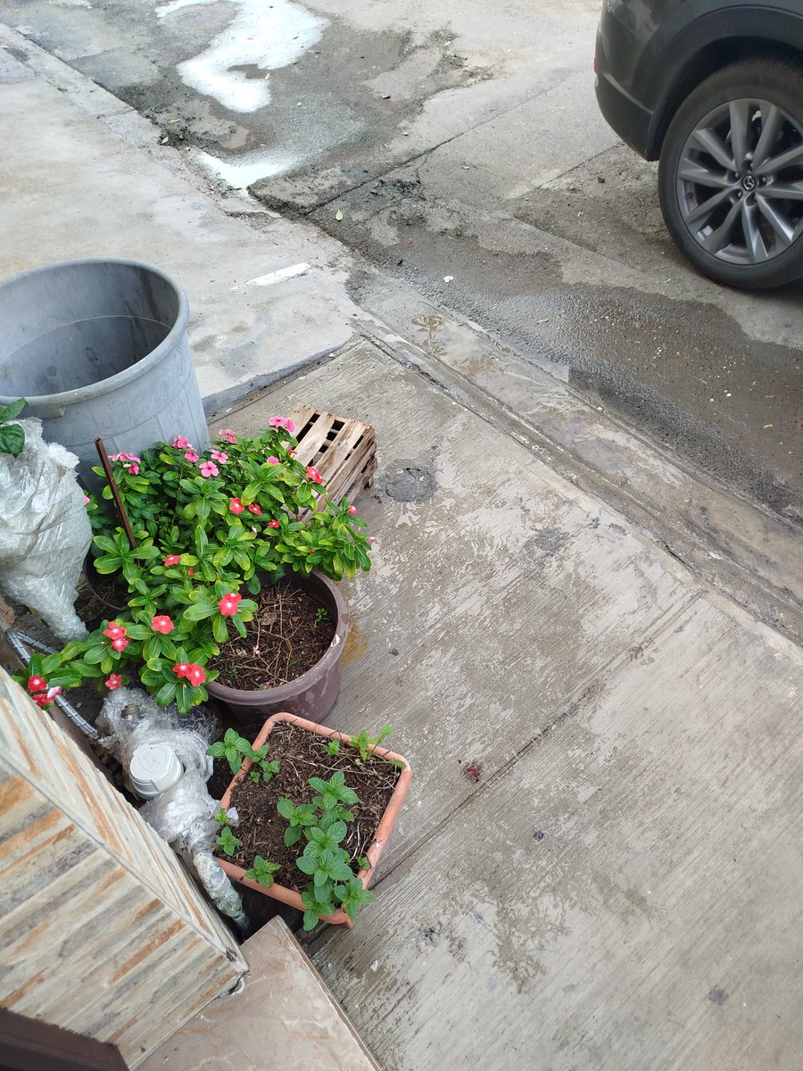 mnlo176's tweet photo. @elnorte @info7mty @telediariomty solicito apoyo para presiónar a @ayd_monterrey tiene más de 6 meses con el drenaje colapsado y no dan solución, el drenaje está brotando por los registros de las casas, en la calle Montañas Rocallosas de la colonia Francisco G. Sada en SanNicolas https://t.co/RgQarPhPfH