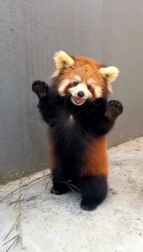 animalsfyp's tweet photo. https://t.co/1o2L96Xuvl