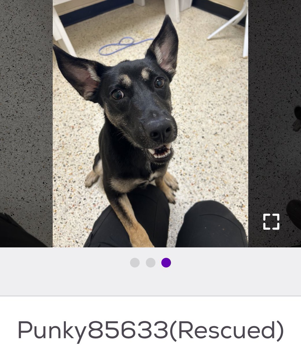 LacDonna's tweet photo. Just found out that Punky has a rescue!!! BUT Punky has hardly any pledges and desperately needs pledges for the rescue to be able to vet and vaccinate Punky. If you could pledge a little for Punky!! It would be greatly appreciated!! https://t.co/gV2rCGaUwa