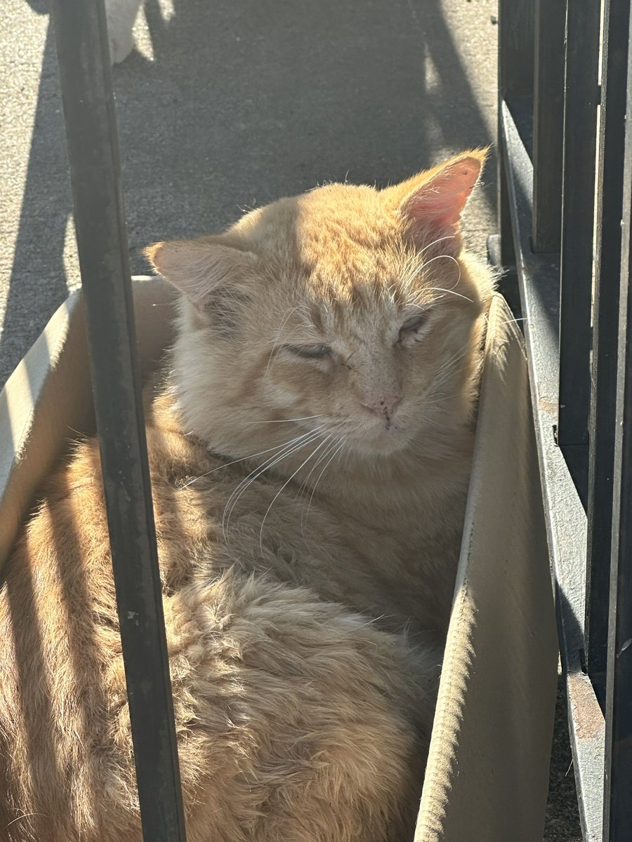 BrentBurmaster's tweet photo. Here’s some Dick pics. Oh by the way my cat’s name is Dick https://t.co/SCURguJHAL