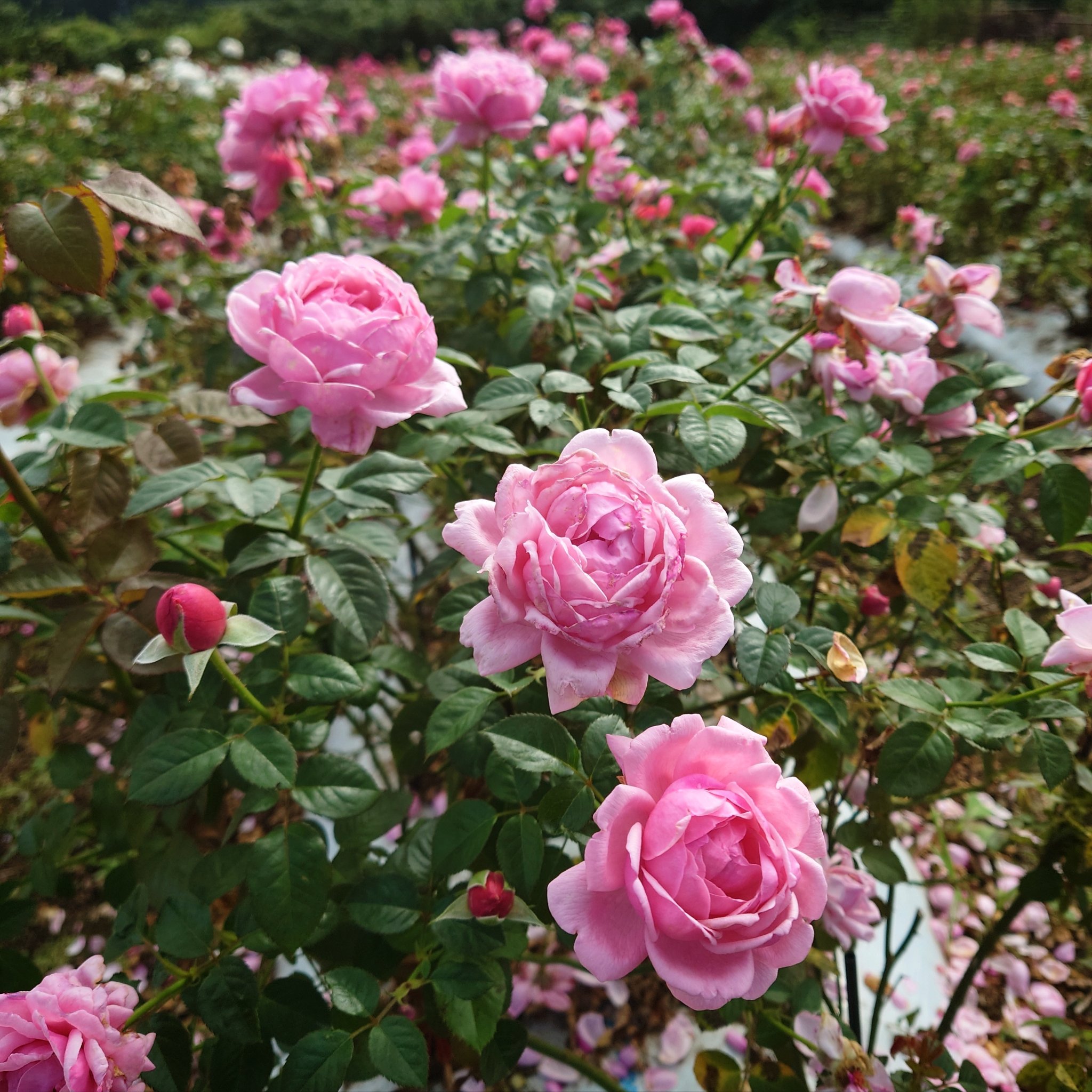 忽滑谷 史記 @Apple Roses on X: 