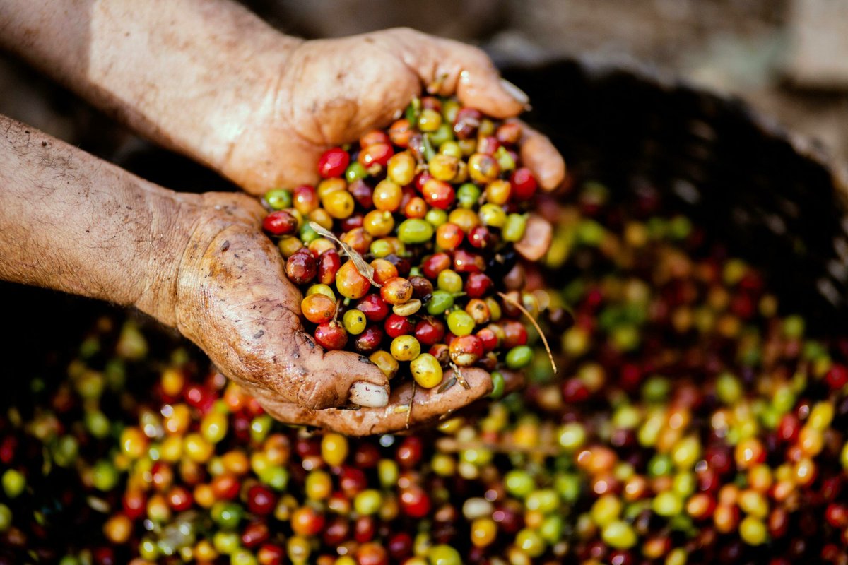 Coffee is one of the most widely consumed drinks in the world and one of the most traded agricultural commodities. But the list of environmental and social challenges is soooo long that it's time to go straight to concrete scalable solutions. 

Here! buff.ly/3BEDN6b