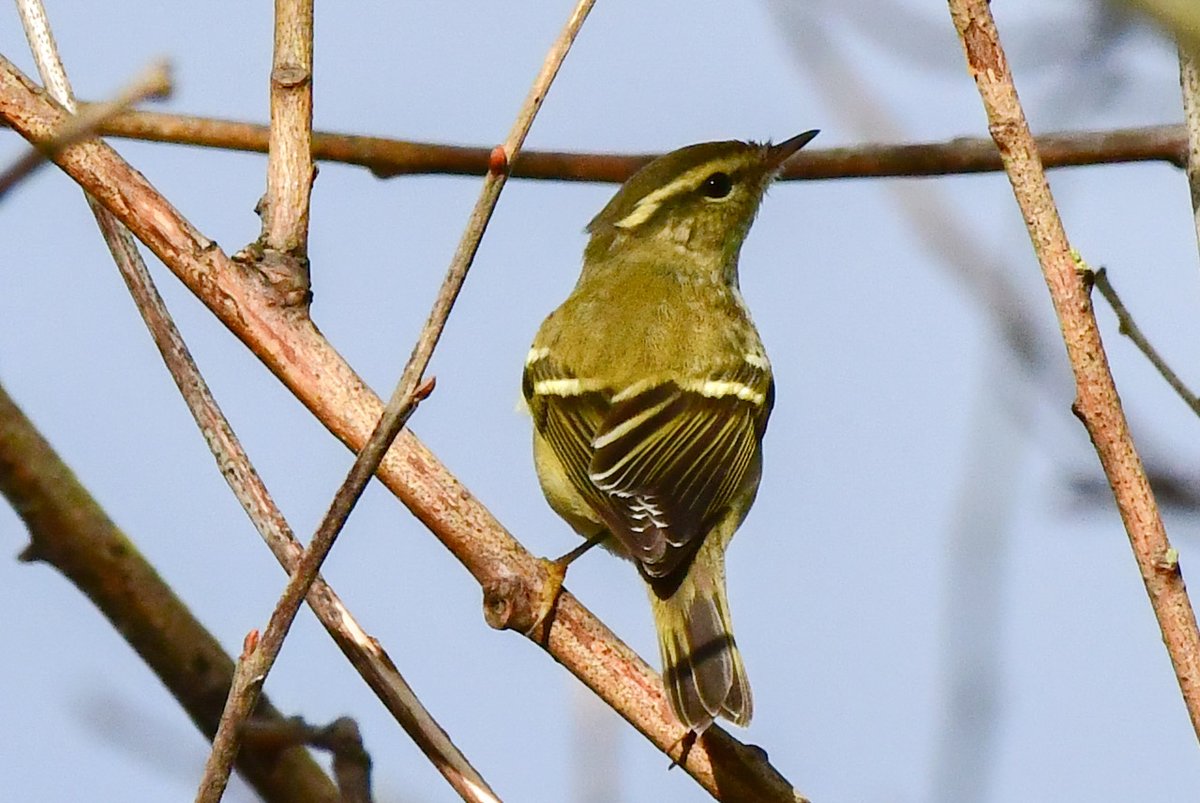 Edinburgh NATURE tweet media