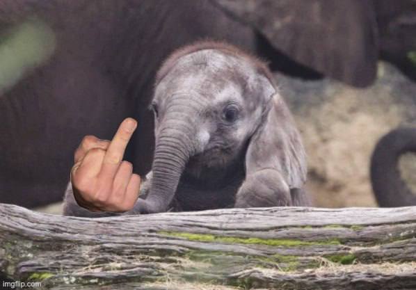 Corra_Cto's tweet photo. @TMtheOG $CORRA CTO is here to appreciate this cute ass elephant

https://t.co/8rBGnCTABD

CDA3CFpoJgyu8Zg4UV94G8nXeveGTHaSyquaK34fpump https://t.co/3ucXE5VMvB