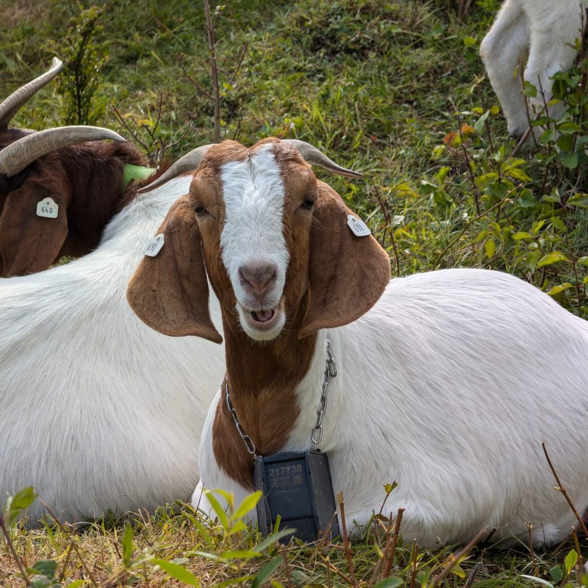 White Cliffs tweet media