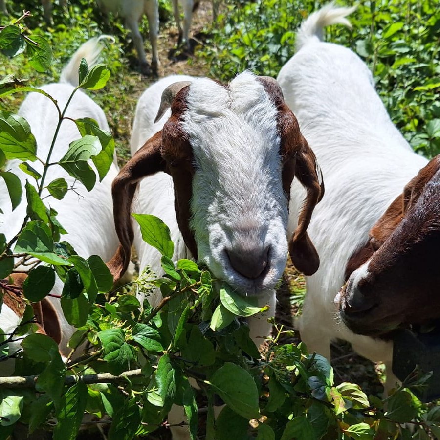 White Cliffs tweet media