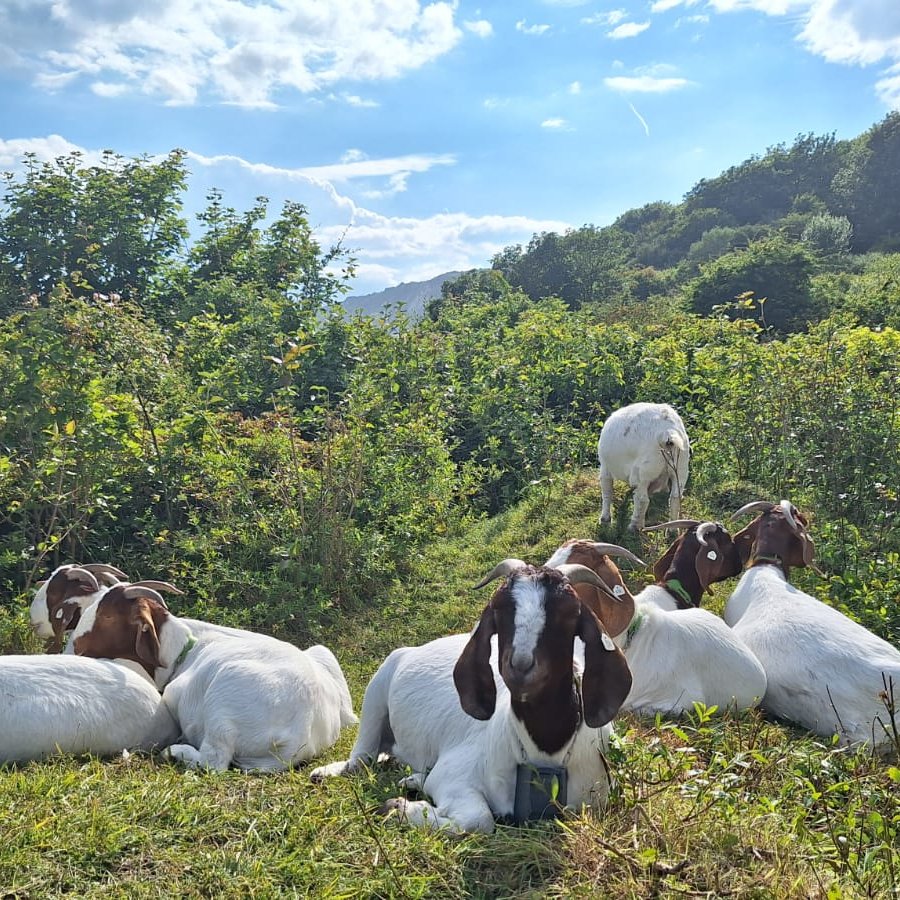 White Cliffs tweet media