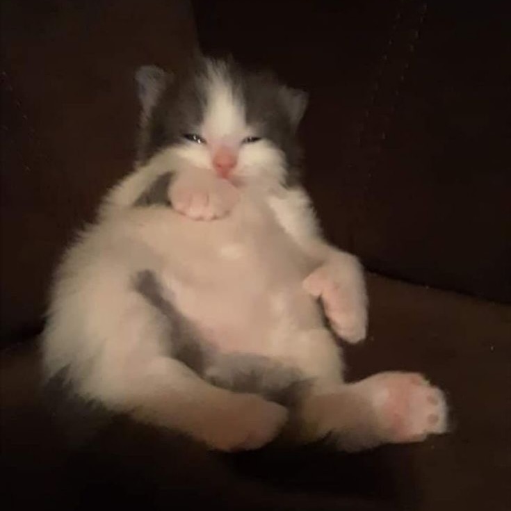 PunchingCat's tweet photo. full of soup https://t.co/freAHtnovZ