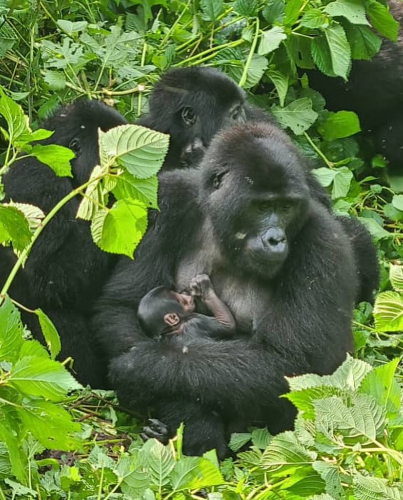 As we celebrate #OpenParkDayUG in our savannah parks; in Rushaga - Bwindi Impenetrable National Park 🦍 there’s exciting news too!

A new baby born to Adult Female Kabagyenyi of the Nshongi Mountain Gorilla family. The baby, mom and dad (silverback Bweza) are all in good health.