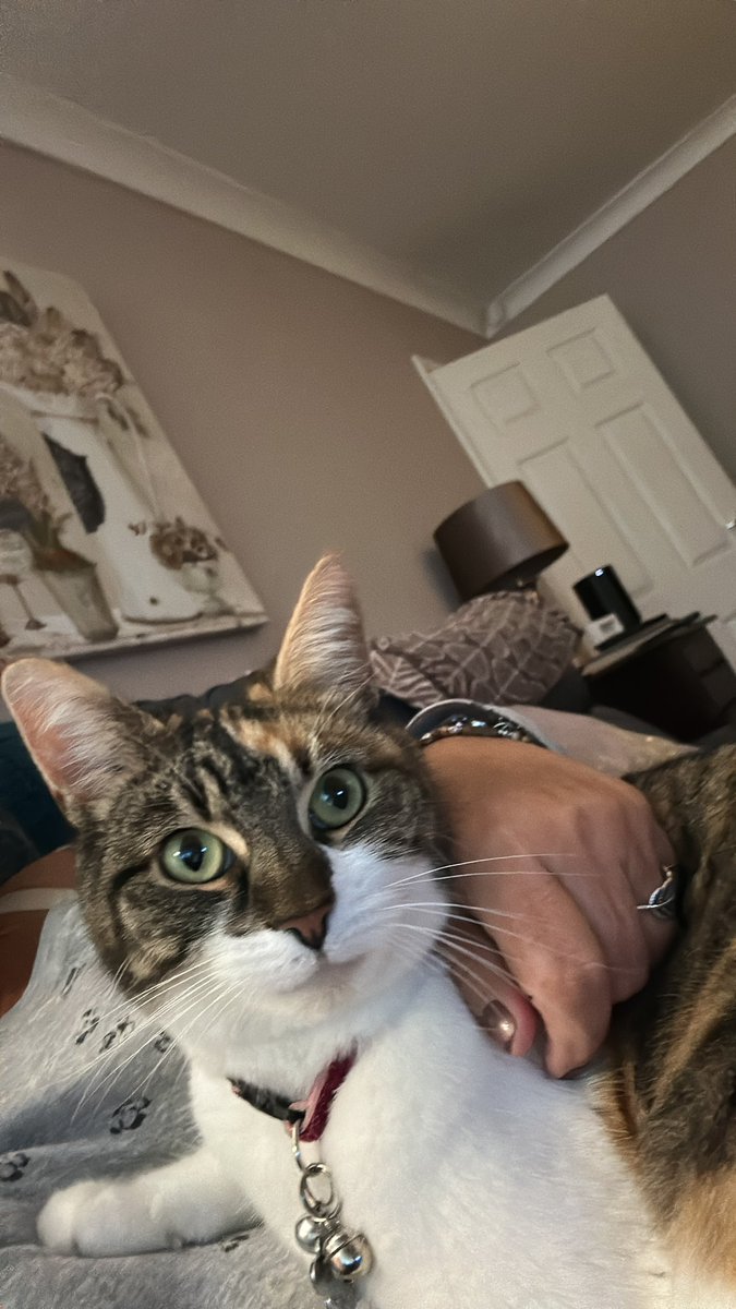 Eclipse12002's tweet photo. @ConstableChaos Great news!! Rosie is happy 😺
The power of people 👏🏼👏🏼
#SaveDefib 😻 https://t.co/d3vx57wYki