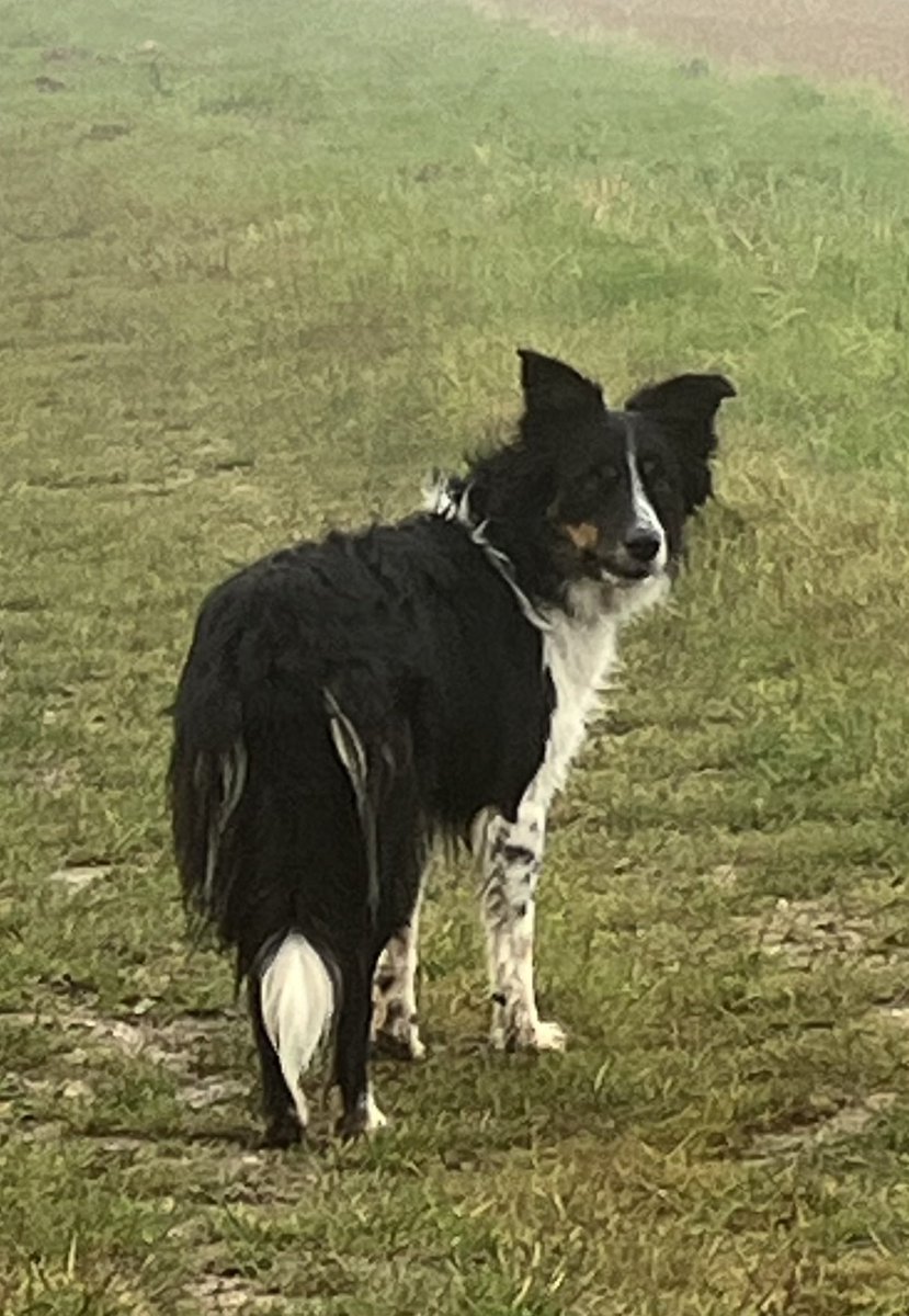 I know it’s foggy but it’s this way <a href="/BCTGB/">Border Collie Trust</a> 🐾🐾🐕