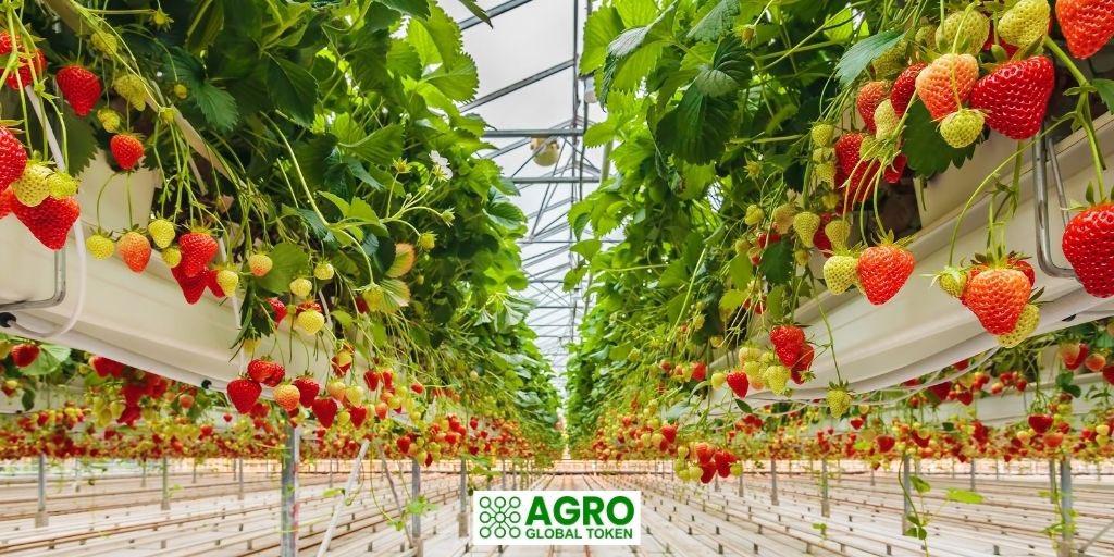 The future of agriculture is flourishing with Agro Global. 🍓
Technology and nature work in harmony, and bountiful harvests await us. 🌍

#agro