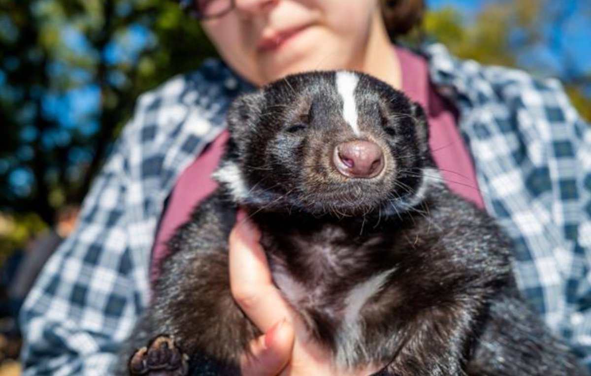 skunkeveryhour's tweet image. Kimchi the skunk attends the annual Tompkins Square Halloween Dog Parade

📸: Milo Hess
📍 New York, New York, USA
