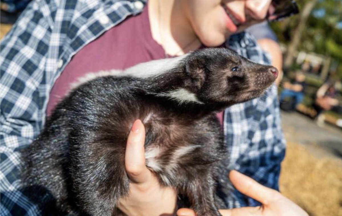 skunkeveryhour's tweet image. Kimchi the skunk attends the annual Tompkins Square Halloween Dog Parade

📸: Milo Hess
📍 New York, New York, USA