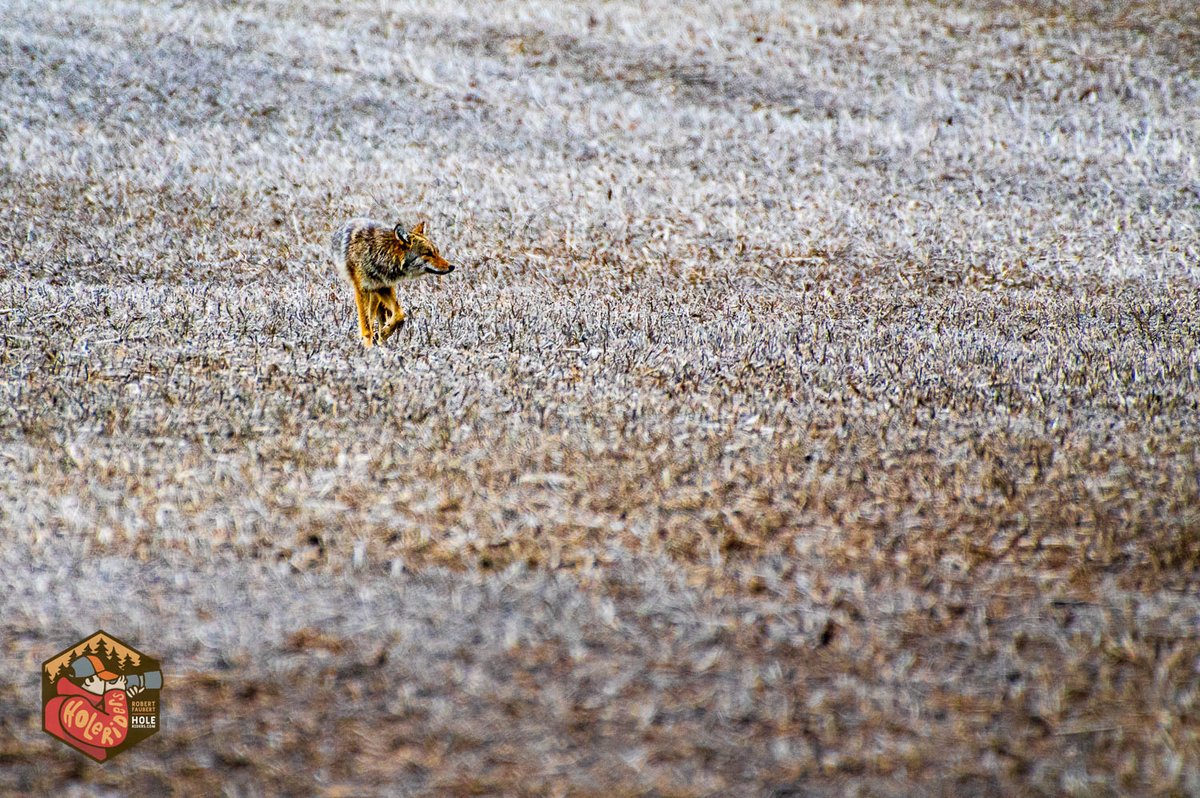 Big coyote makes its way across the farm fields. Fascinating to watch and photograph these apex predators.

#coyote #wildlifephotography #nikoncreators #ThePhotoHour