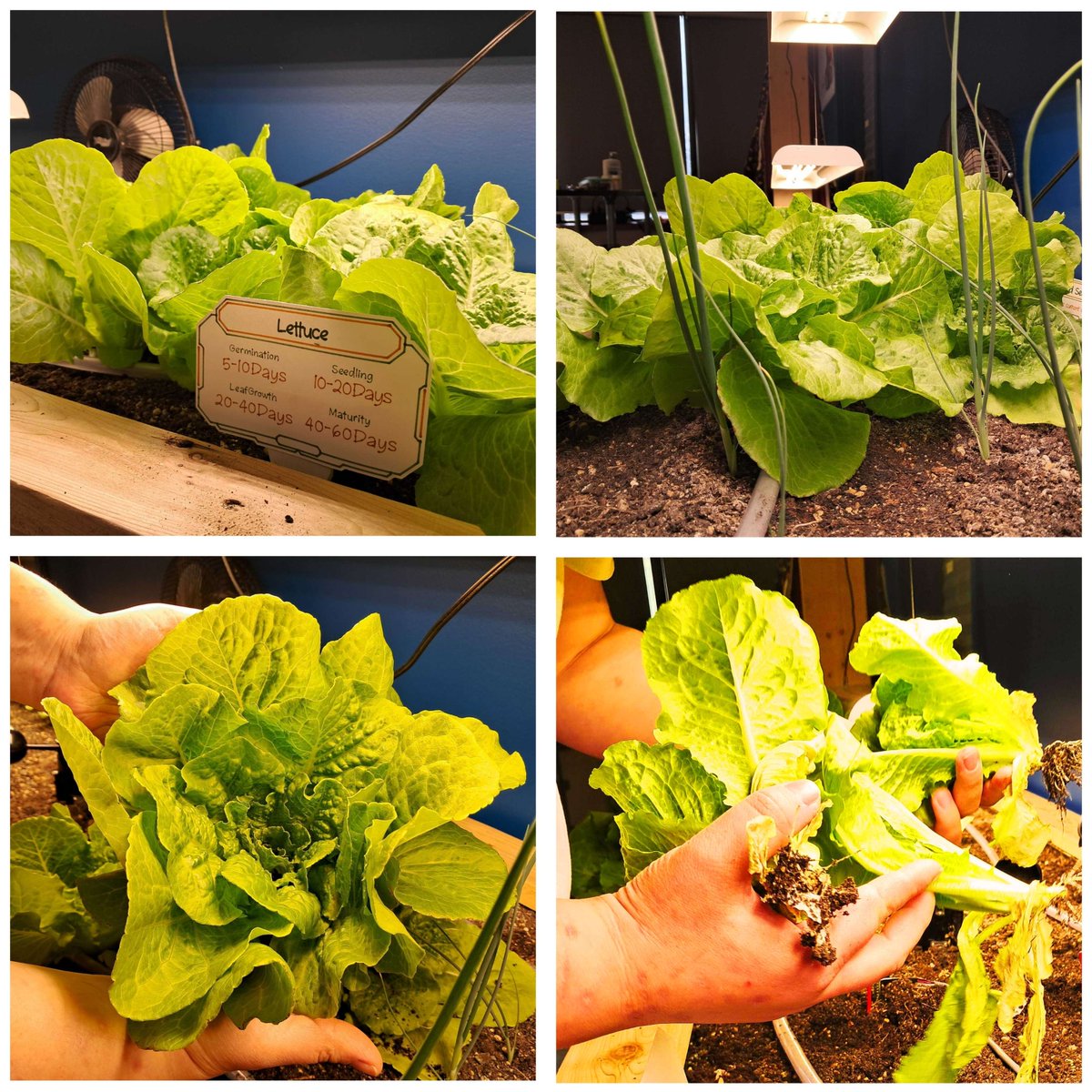 BitSpaceDevelop's tweet image. 🌱🥬 Fresh Harvest with SWRM.ai’s Smart Garden! Crisp lettuce grown with tech:
✅ Moisture Control
✅ Custom Lighting
✅ Simulated Wind
✅ Remote Monitoring
🚀 has you covered from seed to harvest!
#SWRMai #AgriTech #GreenTech