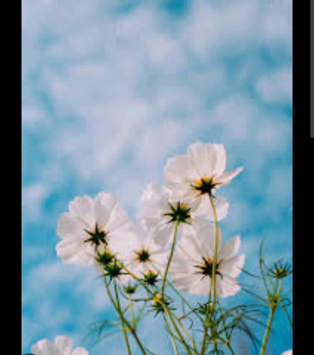 Keep rising and shining like these flowers, today must not be yours but surely better days are coming your way, stay positive