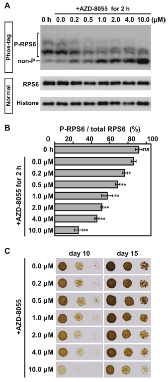 tk_ozawa's tweet photo. Amazing Phos-tag-based method by Tsuji and Ishikawa (2024) that uses commercially available materials to assess #PlantTOR activity in the diatom #Phaeodactylum in response to selective #TOR inhibition (AZD-8055) and #nitrogen availability 😯.
#Microalgae
🔗https://t.co/E5gZin2Ikf https://t.co/26qtdBXAkM