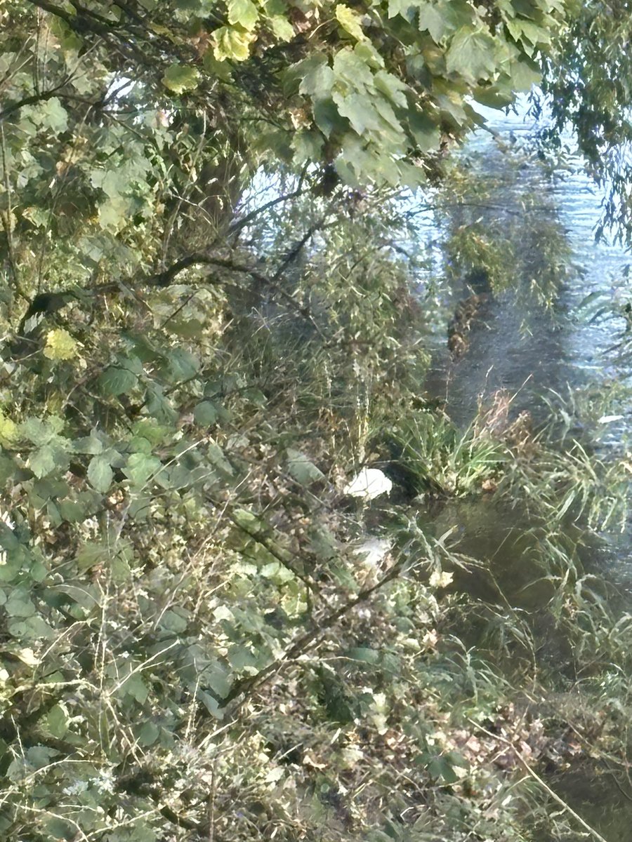bpj1499's tweet photo. Think I saw my first little egret on the taff today 😋 https://t.co/V6wQArNnlo